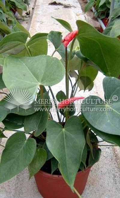 Anthurium ricardo 1